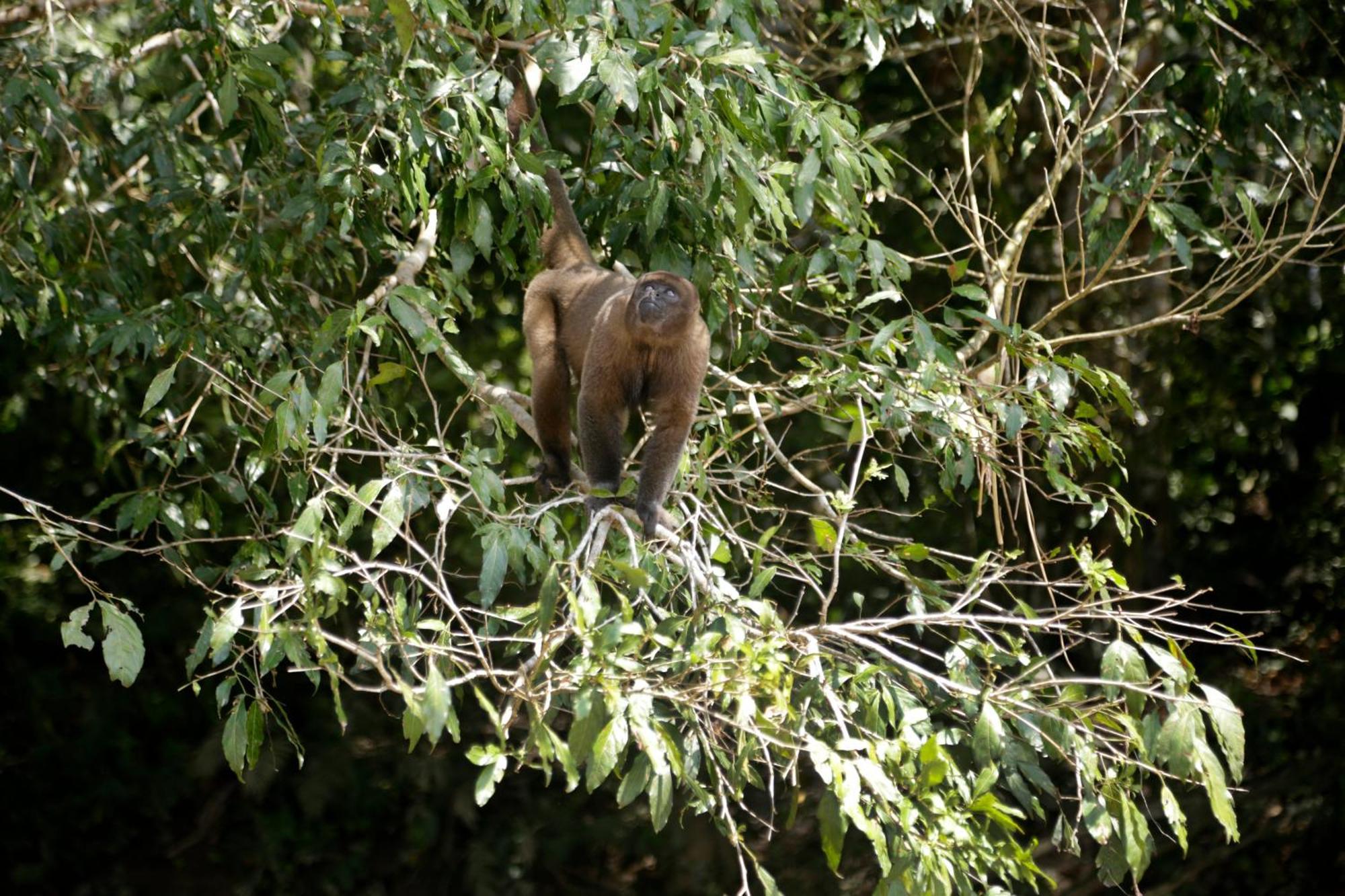 Misahualli Amazon Lodge Buitenkant foto